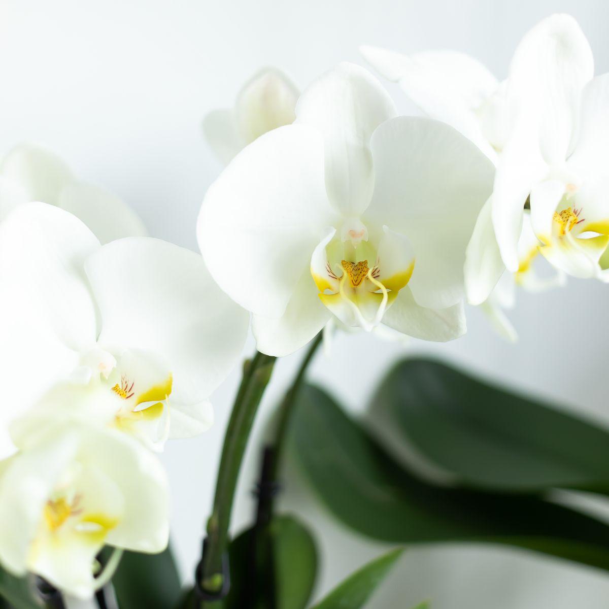 Phalaenopsis Orchidee Weiß Ø12cm – Pflanzfix24.de - Pflanzfix24.de