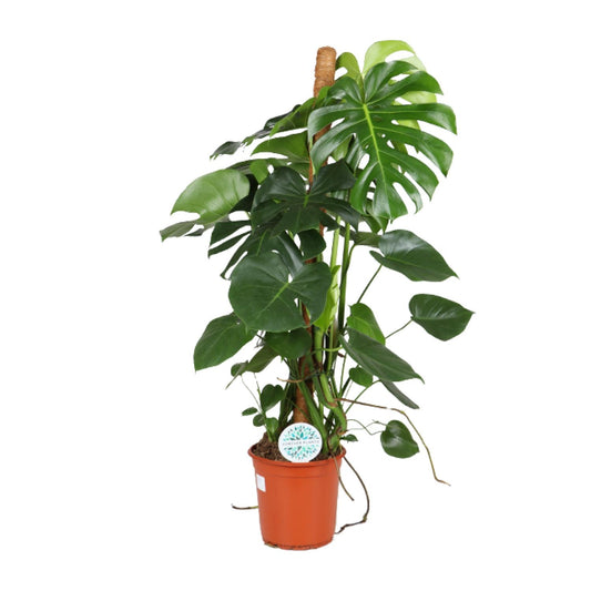 Monstera Deliciosa Ø24cm 105cm Höhe – Pflanzfix24.de - Pflanzfix24.de