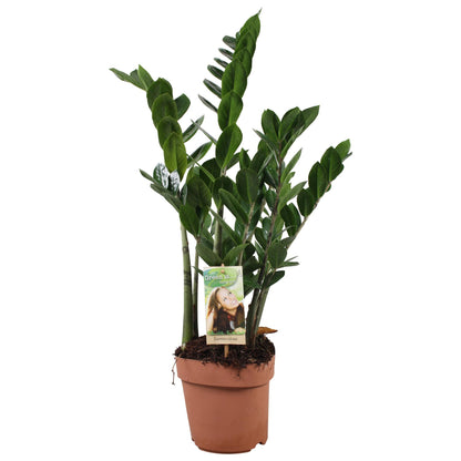 Zamioculcas 6-7 Veren - Hoogte 80-85 Cm. - Ø17cm - ↕80cm - Pflanzfix24