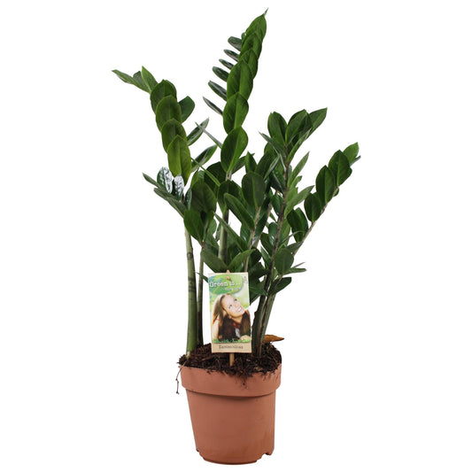 Zamioculcas 6-7 Veren - Hoogte 80-85 Cm. - Ø17cm - ↕80cm - Pflanzfix24