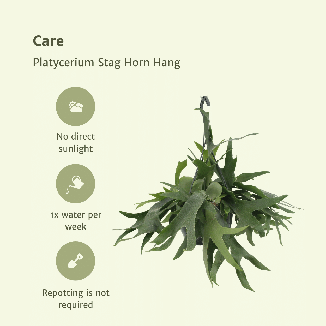 Platycerium Hertshoorn Geweihfarn Hängend Ø21cm – Pflanzfix24.de - Pflanzfix24.de