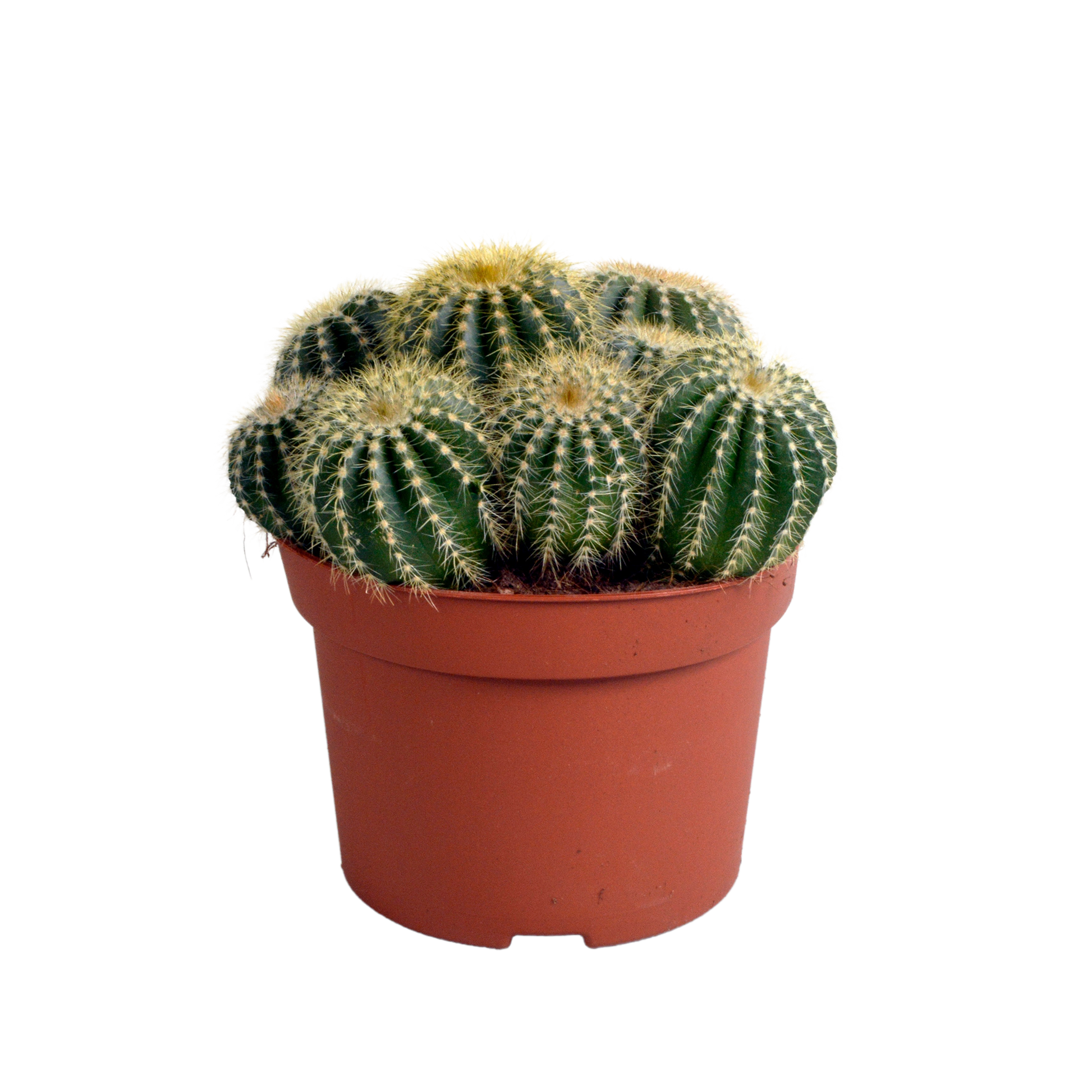 Eriocactus warasii 12cm - Pflanzfix24.de - Pflanzfix24.de