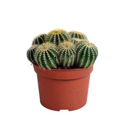 Eriocactus warasii 12cm - Pflanzfix24.de - Pflanzfix24.de