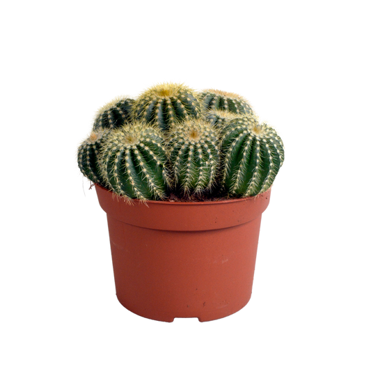 Eriocactus warasii 12cm - Pflanzfix24.de - Pflanzfix24.de