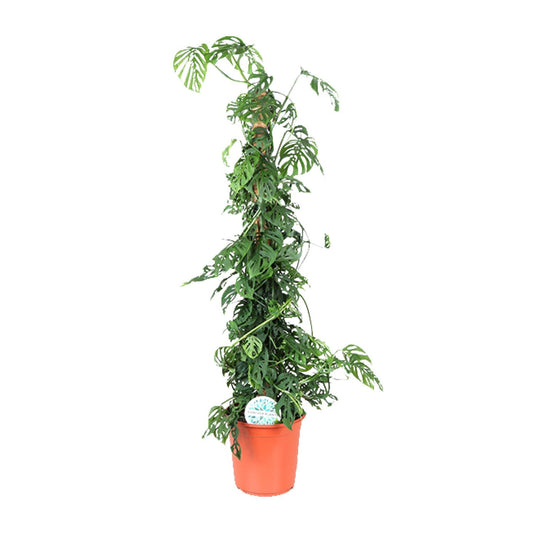 Monstera Monkey Leaf M - Ø24cm - ↕110cm - Pflanzfix24