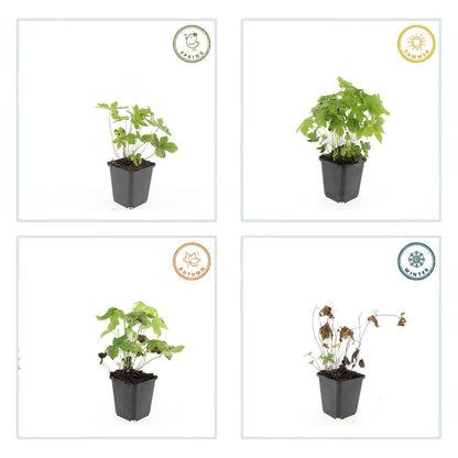 12x Geranium nodosum - ↕10-25cm - Ø9cm - Pflanzfix24