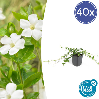40x Vinca minor 'Alba' - Bodendecker - Pflanzfix24.de - Pflanzfix24.de