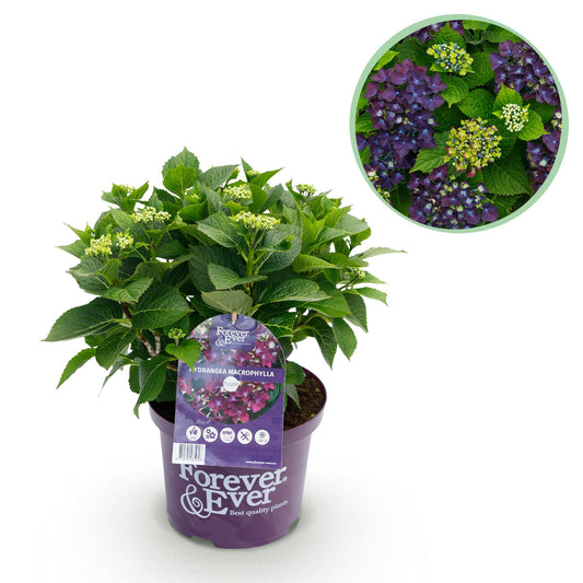 Pflanzfix24.de - Hortensie - Hydrangea Forever & Ever - Lila - Topf 23cm - Pflanzfix24.de