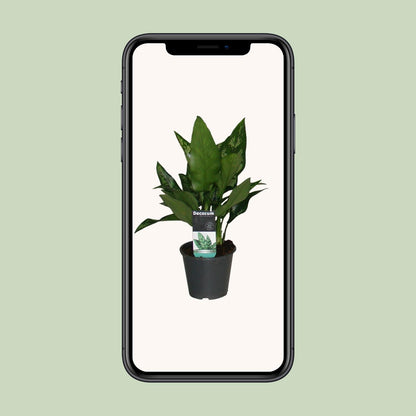 Aglaonema Maria - Ø12cm - ↕50cm - Pflanzfix24