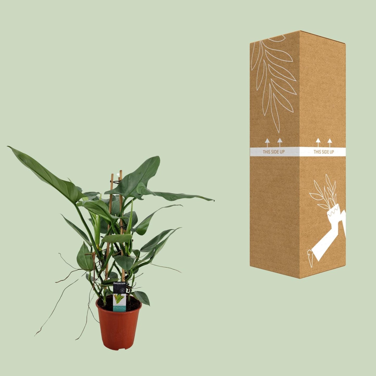Philodendron Grey - Ø19cm - ↕75cm - Pflanzfix24