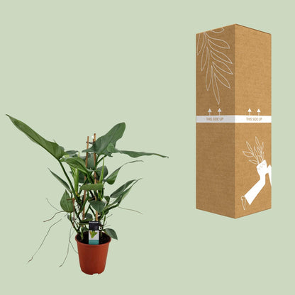 Philodendron Grey - Ø19cm - ↕75cm - Pflanzfix24