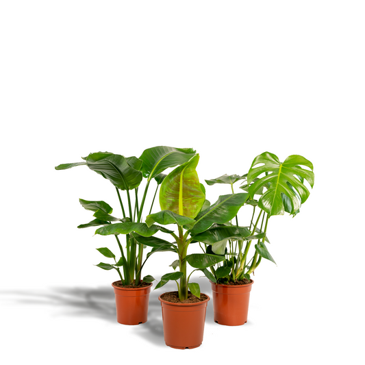 Tropische Zimmerpflanzen-Set - Monstera, Musa Dwarf Cavendish, Strelitzia Nicolai - Pflanzfix24