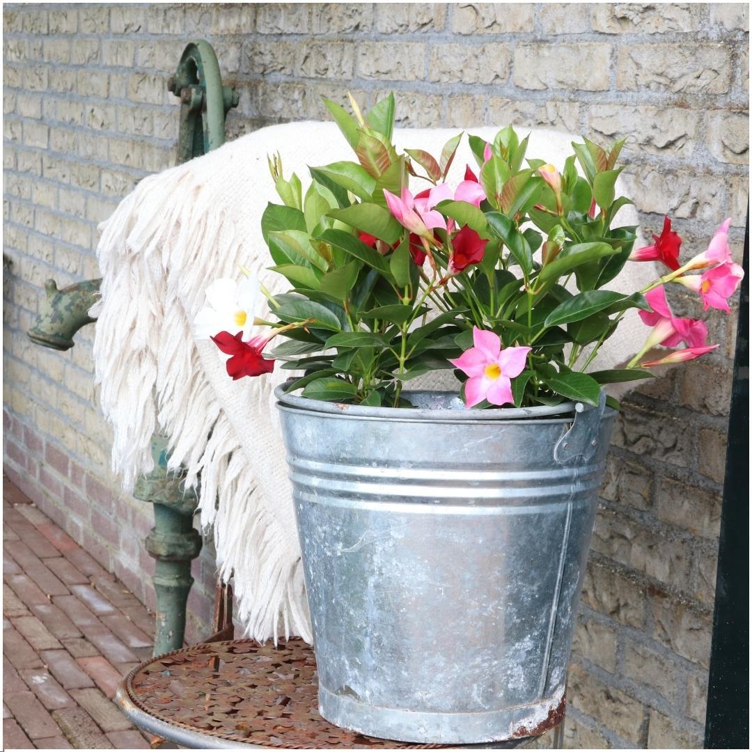 6 x Dipladenia Pink - Mandevilla Pink - pflanzfix24