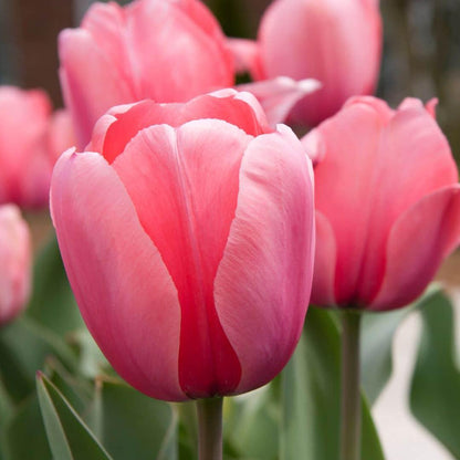 Flowerbulbs Amsterdam - Dutch Tulip Mix - Luxusbox mittel, 40 Blumenzwiebeln für 1 m² Blumenpracht - Größe 12+ - Pflanzfix24