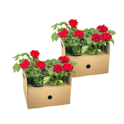 8x Pelargonium peltatum Rot Ø12 cm - ↕20 cm - Pflanzfix24