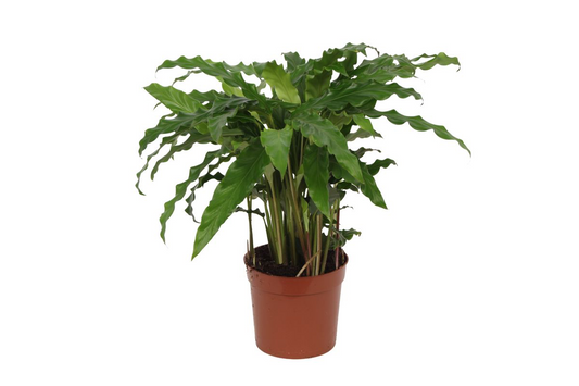 Calathea Bluegrass - 35 cm - Ø12cm bei Pflanzfix24.de - Pflanzfix24.de