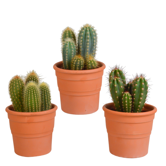 Cereus-Mischung 10,5 cm - 3x - in Terracotta-Topf - Pflanzfix24.de - Pflanzfix24.de
