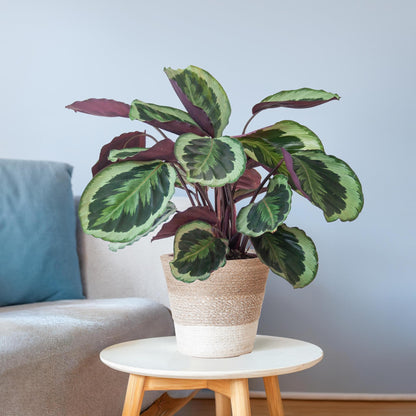 Calathea Medaillon mit weißem Lissabon-Korb - Pflanzfix24.de - Pflanzfix24.de