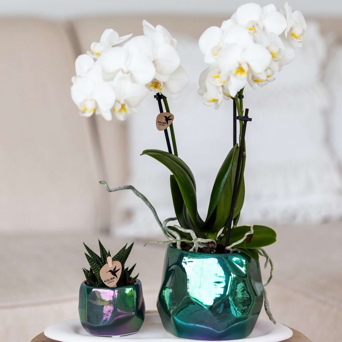 Kolibri Orchideen | Phalaenopsis Amabilis „Spider“ Weiß Ø9cm – Blühende Zimmerpflanze | Pflanzfix24.de - Pflanzfix24.de