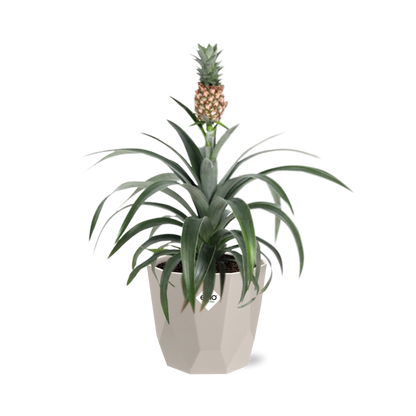 Ananas Mi Amigo in ELHO b.for rock 14 cm warm grey - Pflanzfix24