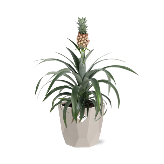 Ananas Mi Amigo in ELHO b.for rock 14 cm warm grey - Pflanzfix24