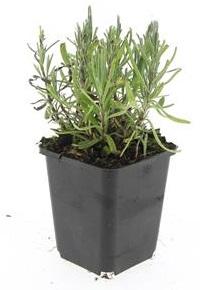 24x Lavandula ang. 'Munstead' - ↕10-25cm - Ø9cm - Pflanzfix24