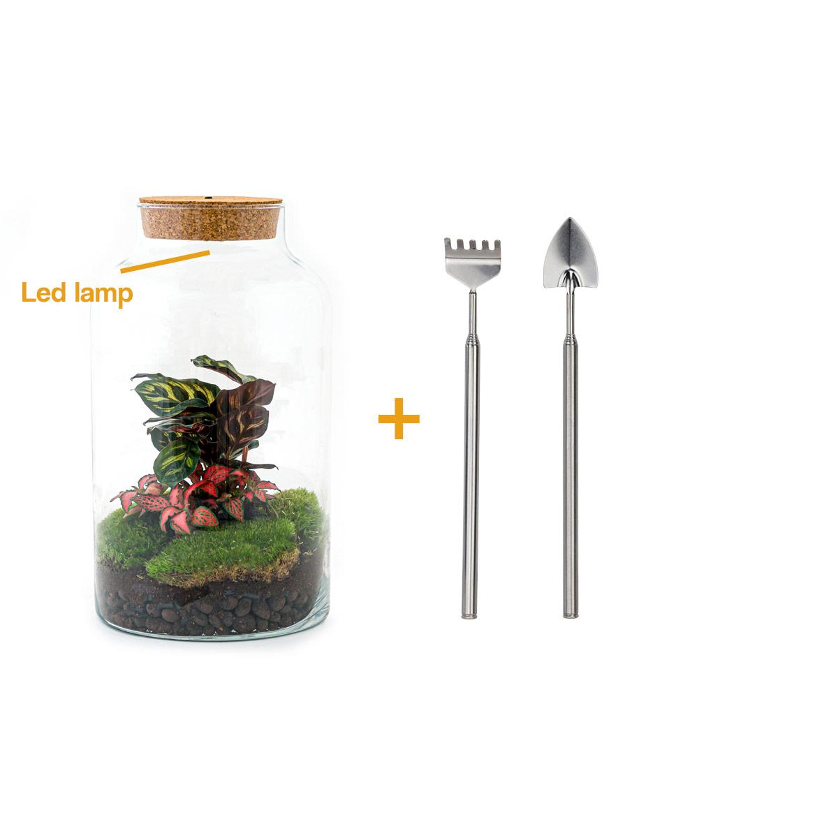 Flaschengarten - Milky Calathea mit Lampe - Pflanzfix24.de - Pflanzfix24.de