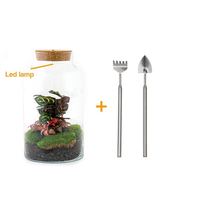 Flaschengarten - Milky Calathea mit Lampe - Pflanzfix24.de - Pflanzfix24.de