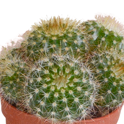 Kakteenmischung 5,5 cm - 5x - zonder pot - Pflanzfix24.de - Pflanzfix24.de