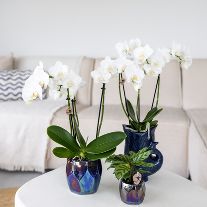 Kolibri Orchideen | Phalaenopsis Amabilis „Spider“ Weiß Ø9cm – Blühende Zimmerpflanze | Pflanzfix24.de - Pflanzfix24.de