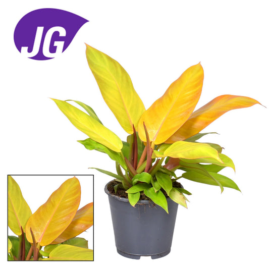 Philodendron Prince Of Orange - Ø14cm - pflanzfix24