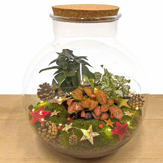Bolder Bob Bonsai Christmas - DIY - ↕ 30 cm - Pflanzfix24
