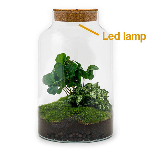 Flaschengarten - Milky Coffea mit Lampe - Pflanzfix24.de - Pflanzfix24.de