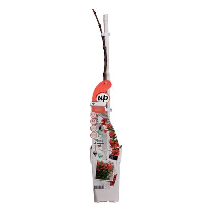 Campsis Summer Jazz Fire Trumpet - Ø19cm - ↕70cm - Ø15 - ↨65cm - Pflanzfix24.de - Pflanzfix24.de