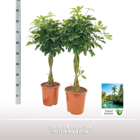 Schefflera Nora - Ø21 ↕85 bei Pflanzfix24