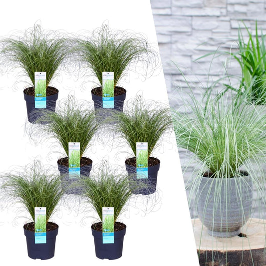 6 x Carex comans 'Frosted Curls' - Ø 14 cm - ↨ 25 cm - Pflanzfix24