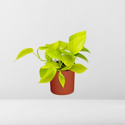 Epipremnum Pinnatum ‘Golden Pothos’ in ELHO b.for soft rond 14cm brique - Pflanzfix24