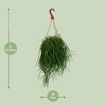 Rhipsalis Shaferi - Ø17cm - ↕45cm - Pflanzfix24