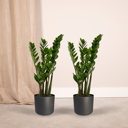 2x Zamioculcas Zamiifolia - Smaragdpalme - 50cm - ø14 bei Pflanzfix24.de - Pflanzfix24.de