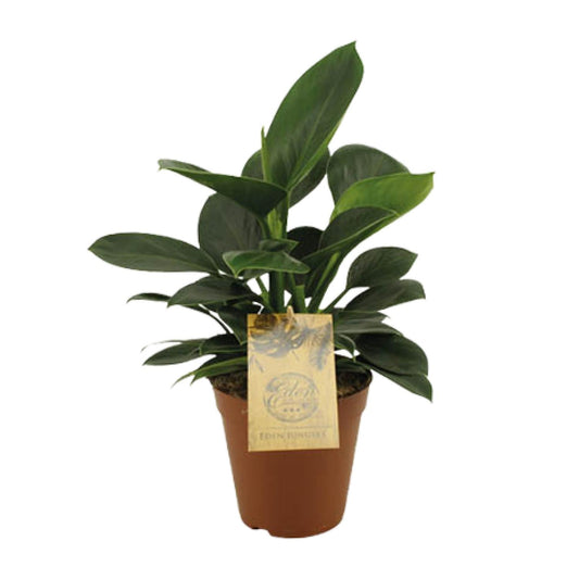 Philodendron Oxypure - Ø15cm - ↕60cm - Pflanzfix24