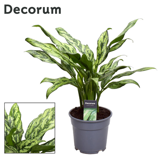 Aglaonema Stripes - Pflanzfix24