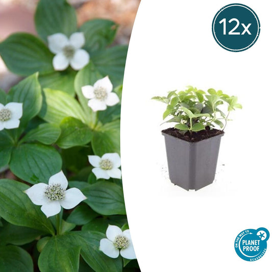12x Cornus canadensis 10-25cm – Kanadische Kornelkirsche Bodendecker | Pflanzfix24.de