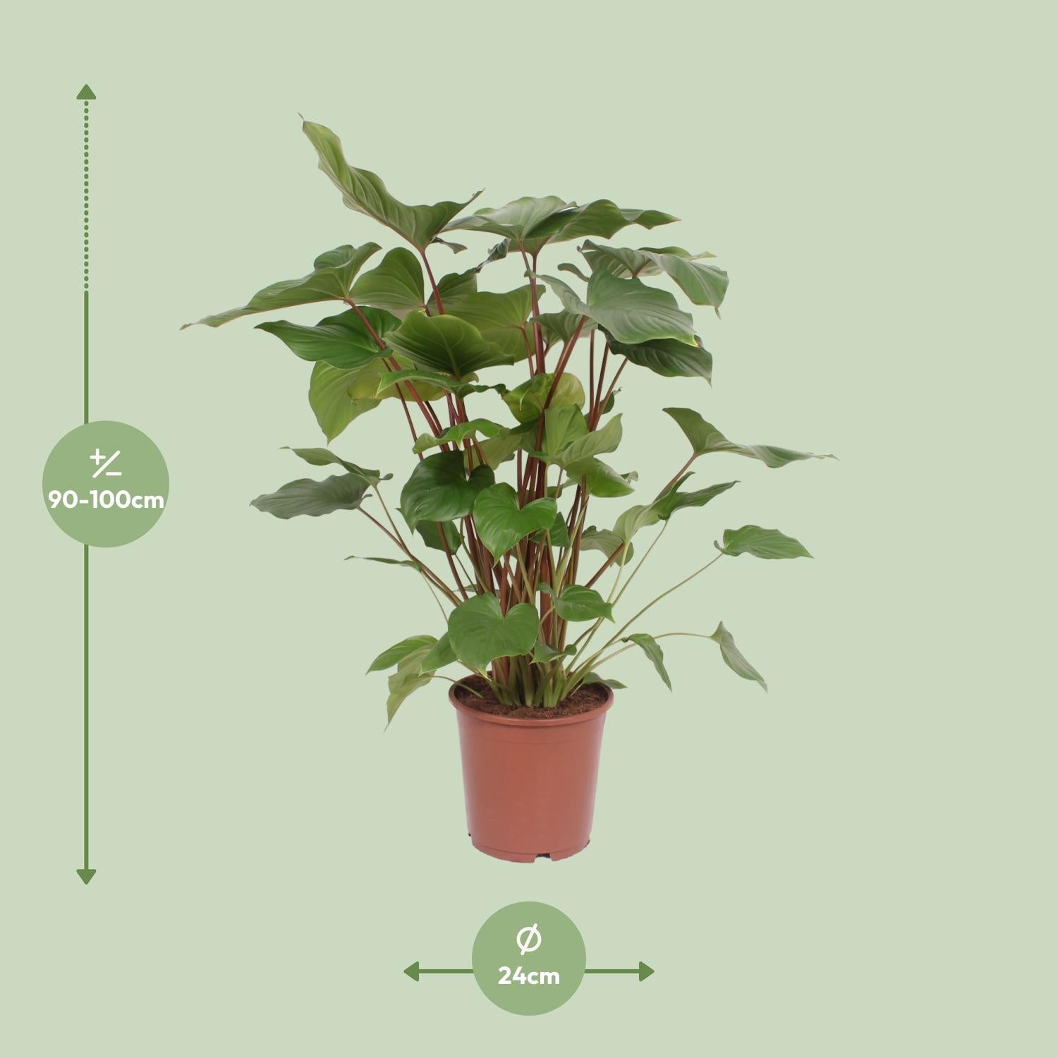 Homalomena Rubescens Maggy - Ø24cm - ↕90cm - Pflanzfix24.de - Pflanzfix24.de