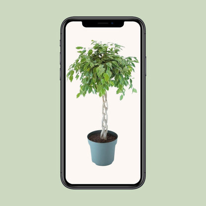 Ficus Safrana / Golden King Gevlochten - Ø27cm - ↕110cm bei Pflanzfix24