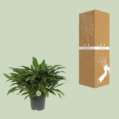 Philodendron Little Phil - Ø17cm - ↕45cm by Pflanzfix24