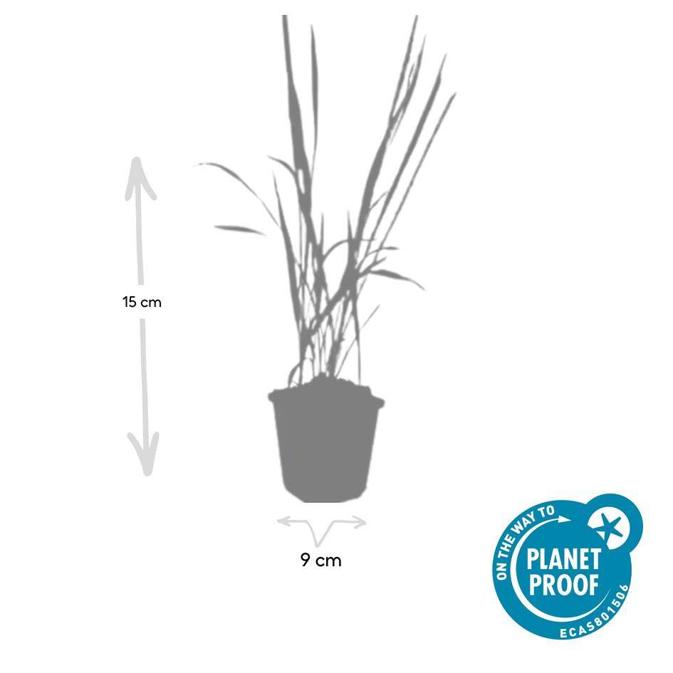 40x Imperata cylindrica 'Red Baron' - ↕10-25cm - Ø9cm