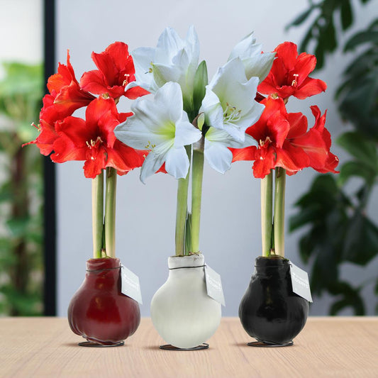 No Water Flowers® (wax amaryllis) | Waxz® Colours trio Mix (3 pack) + Red & White flower - Pflanzfix24