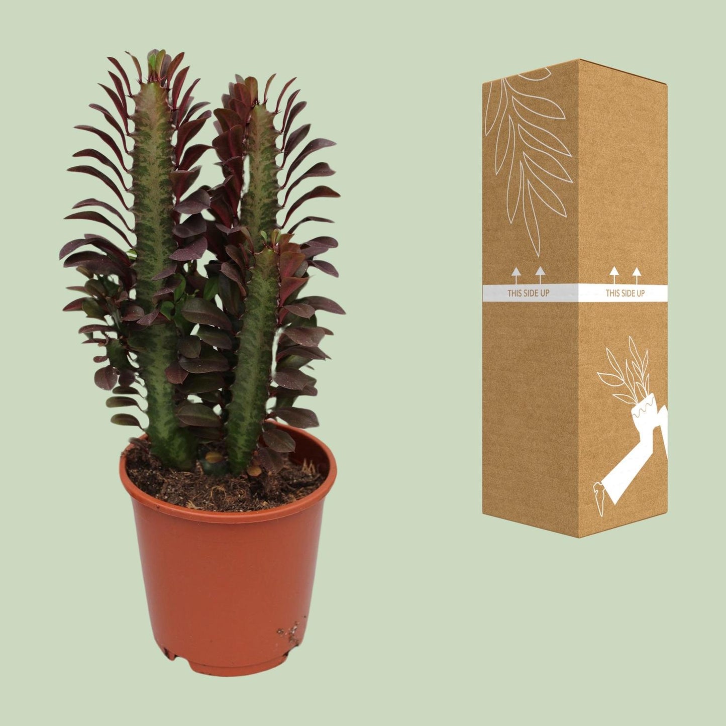 Afrikanischer Milchbaum - Euphorbia Trigona Rubra - Ø12cm - ↕40cm von Pflanzfix24