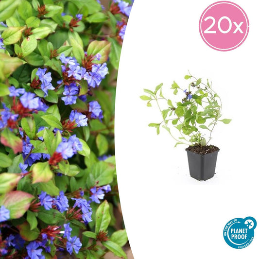 20x Ceratostigma plumbaginoides Bodendecker | Pflanzfix24.de - Pflanzfix24.de