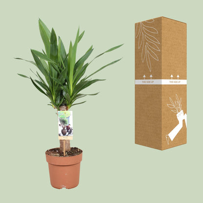 Yucca Elephantipes - Ø17cm - ↕60cm - Pflanzfix24